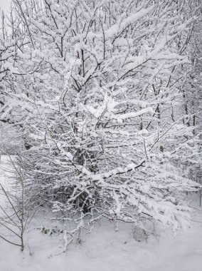 Bulgaristan 'ın Sofya kentindeki South Park' ın şaşırtıcı kış manzarası