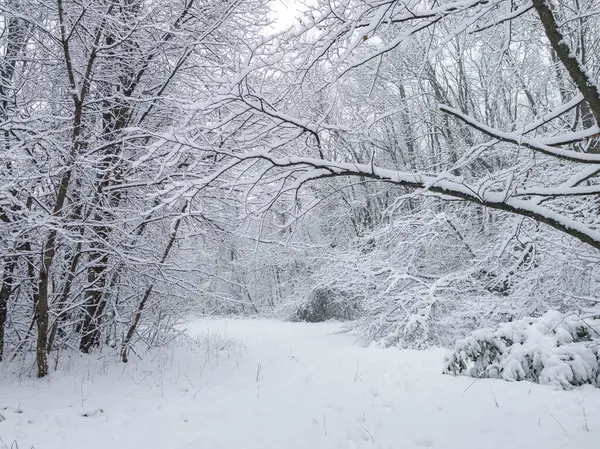 Bulgaristan 'ın Sofya kentindeki South Park' ın şaşırtıcı kış manzarası