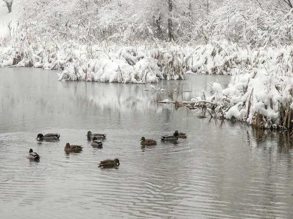 Bulgaristan 'ın Sofya kentindeki South Park' ın şaşırtıcı kış manzarası