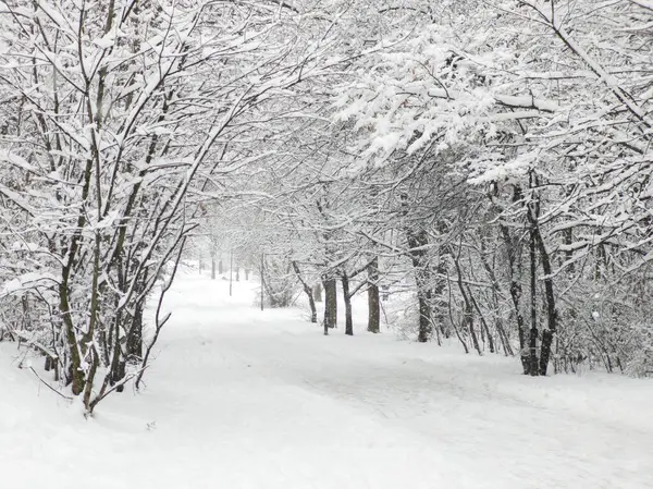 Bulgaristan 'ın Sofya kentindeki South Park' ın şaşırtıcı kış manzarası