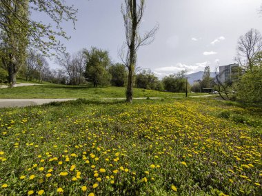 Bulgaristan 'ın Sofya kentindeki South Park' ın İnanılmaz Bahar Manzarası