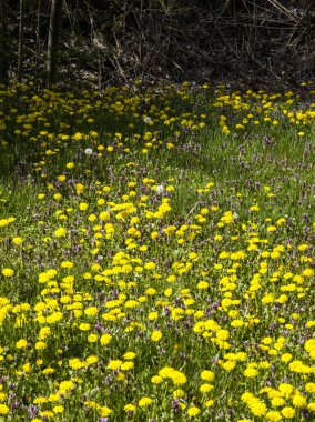 Bulgaristan 'ın Sofya kentindeki South Park' ın İnanılmaz Bahar Manzarası