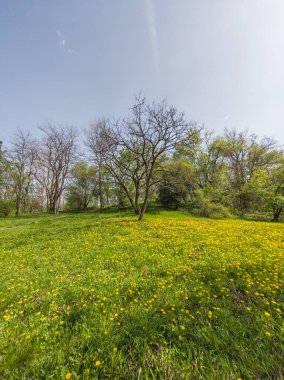 Bulgaristan 'ın Sofya kentindeki South Park' ın İnanılmaz Bahar Manzarası