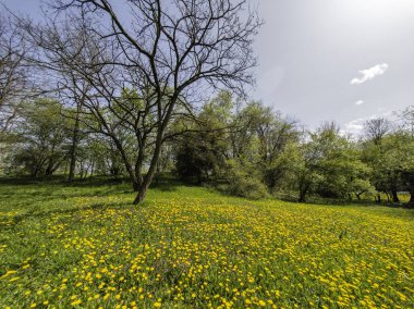 Bulgaristan 'ın Sofya kentindeki South Park' ın İnanılmaz Bahar Manzarası