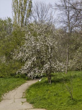 Bulgaristan 'ın Sofya kentindeki South Park' ın İnanılmaz Bahar Manzarası