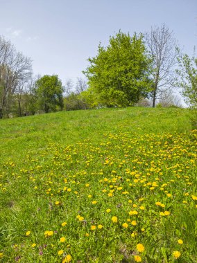 Bulgaristan 'ın Sofya kentindeki South Park' ın İnanılmaz Bahar Manzarası