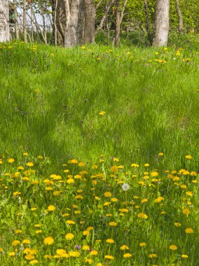 Bulgaristan 'ın Sofya kentindeki South Park' ın İnanılmaz Bahar Manzarası