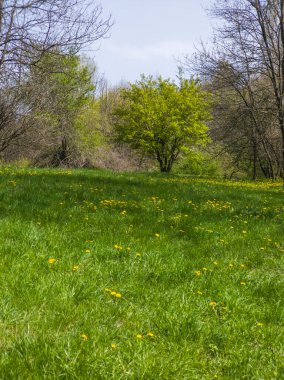 Bulgaristan 'ın Sofya kentindeki South Park' ın İnanılmaz Bahar Manzarası