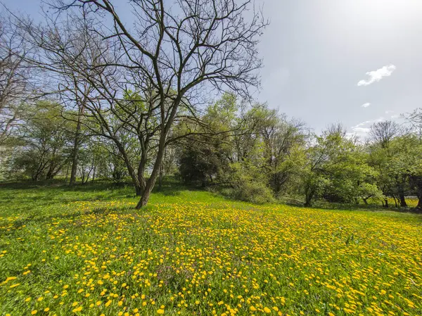 Bulgaristan 'ın Sofya kentindeki South Park' ın İnanılmaz Bahar Manzarası