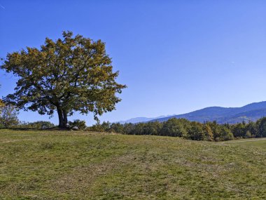 Plana Dağı 'nın şaşırtıcı sonbahar manzarası, Sofya bölgesi, Bulgaristan