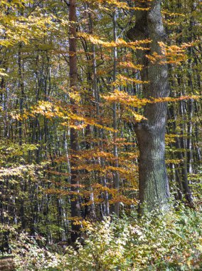 Plana Dağı 'nın şaşırtıcı sonbahar manzarası, Sofya bölgesi, Bulgaristan