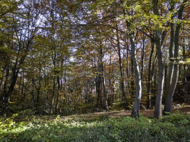Plana Dağı 'nın şaşırtıcı sonbahar manzarası, Sofya bölgesi, Bulgaristan