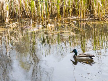 Bulgaristan 'ın Sofya kentindeki South Park' ın İnanılmaz Bahar Manzarası