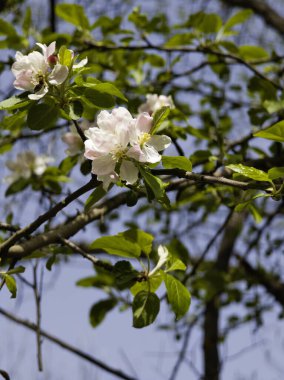 Bulgaristan 'ın Sofya kentindeki South Park' ın İnanılmaz Bahar Manzarası