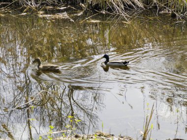 Bulgaristan 'ın Sofya kentindeki South Park' ın İnanılmaz Bahar Manzarası
