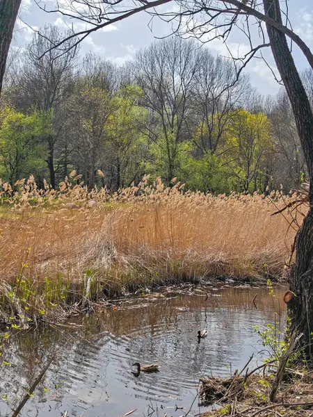 Bulgaristan 'ın Sofya kentindeki South Park' ın İnanılmaz Bahar Manzarası
