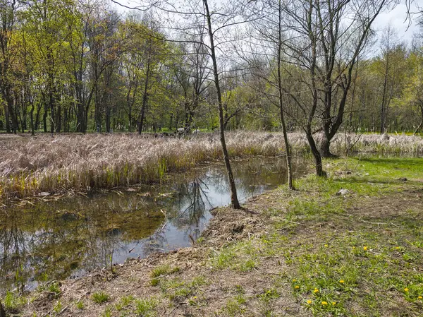 Bulgaristan 'ın Sofya kentindeki South Park' ın İnanılmaz Bahar Manzarası