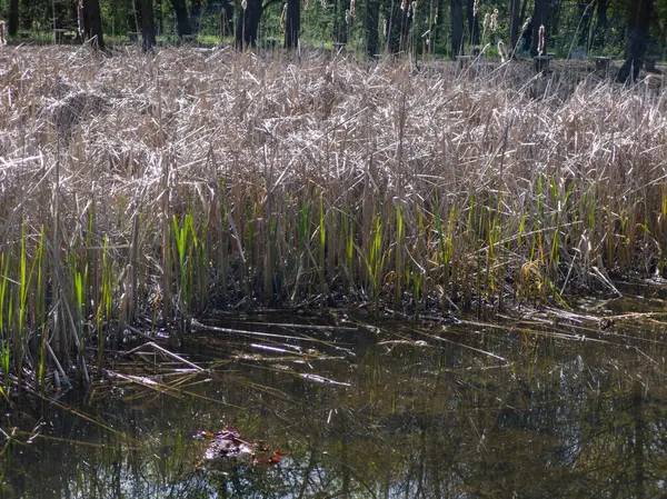 Bulgaristan 'ın Sofya kentindeki South Park' ın İnanılmaz Bahar Manzarası