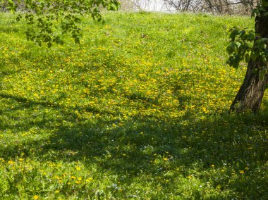 Bulgaristan 'ın Sofya kentindeki South Park' ın Muhteşem Bahar Panoraması