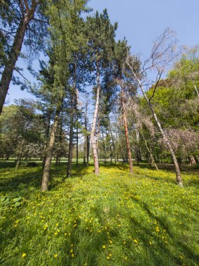 Bulgaristan 'ın Sofya kentindeki South Park' ın Muhteşem Bahar Panoraması