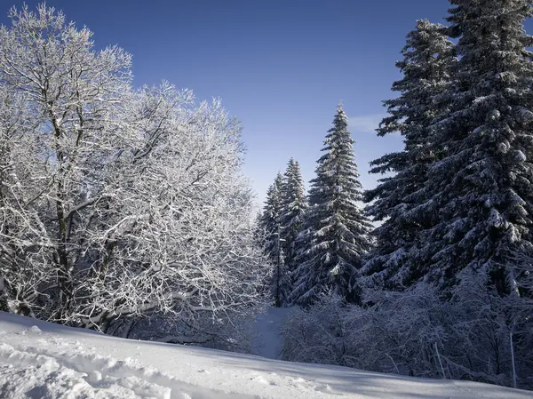 Bulgaristan 'ın Sofya Şehir Bölgesi, Vitosha Dağı' nın İnanılmaz Kış Panoraması