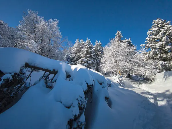 Bulgaristan 'ın Sofya Şehir Bölgesi, Vitosha Dağı' nın İnanılmaz Kış Panoraması