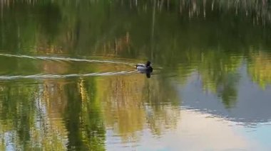 Bulgaristan 'ın Sofya kentindeki South Park' ın Muhteşem Bahar Panoraması