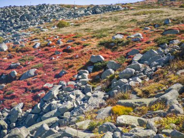 Bulgaristan 'ın Cherni Vrah zirvesi yakınlarındaki Vitosha Dağı' nın şaşırtıcı sonbahar manzarası