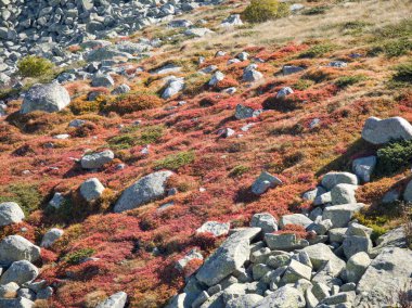 Bulgaristan 'ın Cherni Vrah zirvesi yakınlarındaki Vitosha Dağı' nın şaşırtıcı sonbahar manzarası