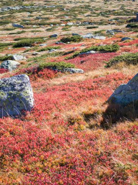 Bulgaristan 'ın Cherni Vrah zirvesi yakınlarındaki Vitosha Dağı' nın şaşırtıcı sonbahar manzarası