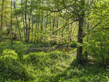 Bulgaristan 'ın başkenti Sofya' nın Pancharevo Gölü yakınlarındaki Iskar Nehri 'nin Bahar Manzarası