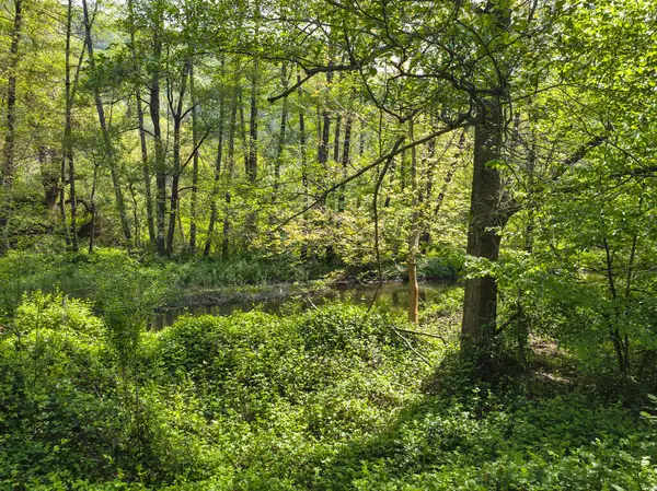 Bulgaristan 'ın başkenti Sofya' nın Pancharevo Gölü yakınlarındaki Iskar Nehri 'nin Bahar Manzarası