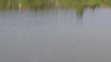 Pancharevo Gölü Bahar Manzarası, Sofya Şehir Bölgesi, Bulgaristan