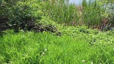 Pancharevo Gölü Bahar Manzarası, Sofya Şehir Bölgesi, Bulgaristan