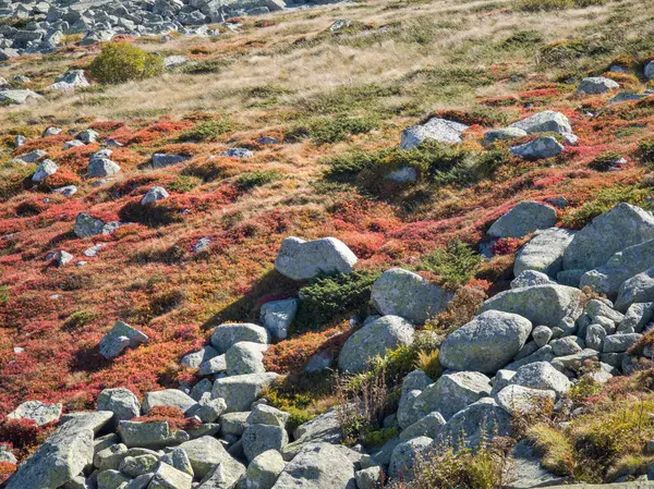 Bulgaristan 'ın Cherni Vrah zirvesi yakınlarındaki Vitosha Dağı' nın şaşırtıcı sonbahar manzarası
