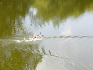 Pancharevo Gölü Bahar Manzarası, Sofya Şehir Bölgesi, Bulgaristan