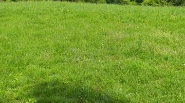 Bulgaristan 'ın Sofya kentindeki South Park' ın Muhteşem Bahar Panoraması