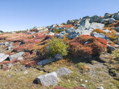 Bulgaristan 'ın Cherni Vrah zirvesi yakınlarındaki Vitosha Dağı' nın şaşırtıcı sonbahar manzarası