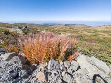 Bulgaristan 'ın Cherni Vrah zirvesi yakınlarındaki Vitosha Dağı' nın şaşırtıcı sonbahar manzarası