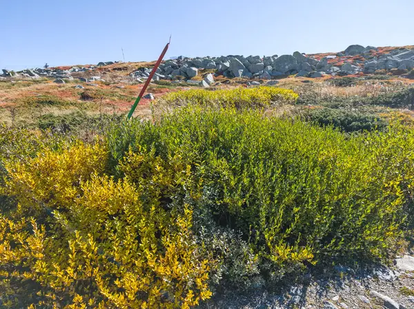 Bulgaristan 'ın Cherni Vrah zirvesi yakınlarındaki Vitosha Dağı' nın şaşırtıcı sonbahar manzarası