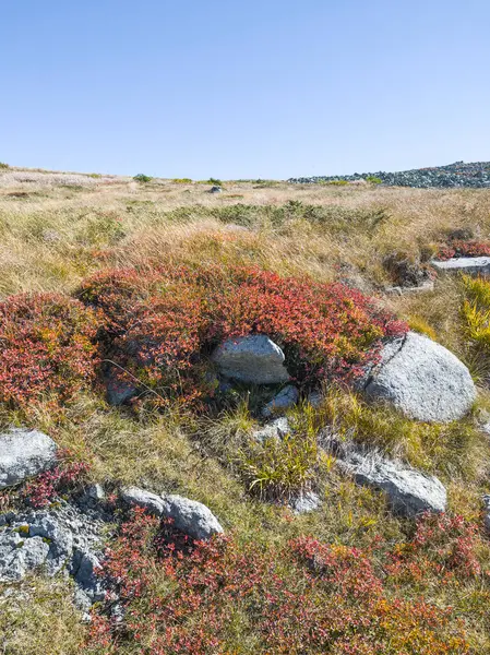 Bulgaristan 'ın Cherni Vrah zirvesi yakınlarındaki Vitosha Dağı' nın şaşırtıcı sonbahar manzarası