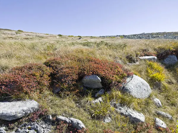 Bulgaristan 'ın Cherni Vrah zirvesi yakınlarındaki Vitosha Dağı' nın şaşırtıcı sonbahar manzarası