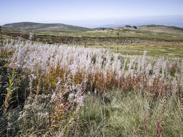 Bulgaristan 'ın Cherni Vrah zirvesi yakınlarındaki Vitosha Dağı' nın şaşırtıcı sonbahar manzarası