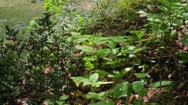 Bulgaristan 'ın Filibe bölgesindeki Rodos Dağı' nda Bachkovo şelaleleri çağlıyor