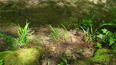 Bulgaristan 'ın Filibe bölgesindeki Rodos Dağı' nda Bachkovo şelaleleri çağlıyor