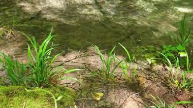 Bulgaristan 'ın Filibe bölgesindeki Rodos Dağı' nda Bachkovo şelaleleri çağlıyor