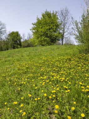 Bulgaristan 'ın Sofya kentindeki South Park' ın İnanılmaz Bahar Manzarası