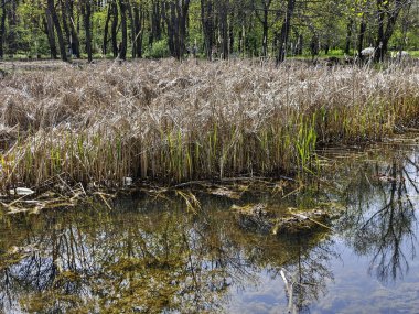 Bulgaristan 'ın Sofya kentindeki South Park' ın İnanılmaz Bahar Manzarası