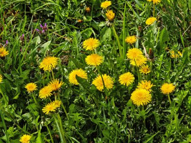 Bulgaristan 'ın Sofya kentindeki South Park' ın İnanılmaz Bahar Manzarası