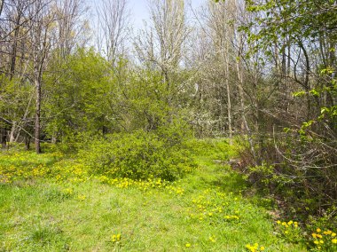 Bulgaristan 'ın Sofya kentindeki South Park' ın İnanılmaz Bahar Manzarası